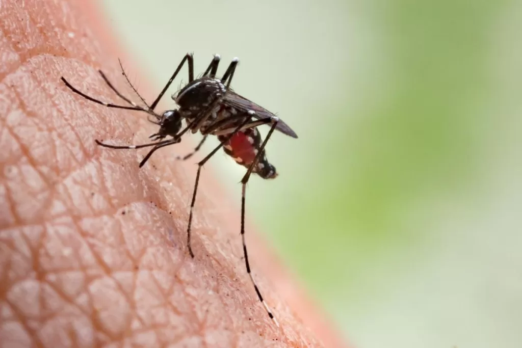 Protect Yourself from Mosquito Bites as West Nile Virus Spreads in Multiple States