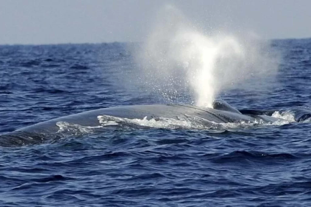 Rare whale sighted near Balochistan coast for the first time