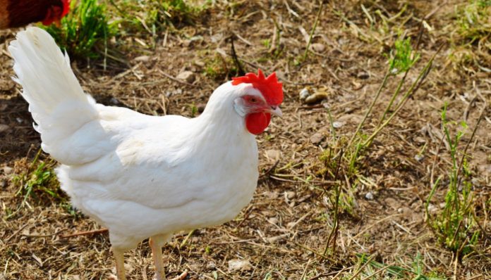 Chicken prices skyrocket with nearly 100% hike in one Week