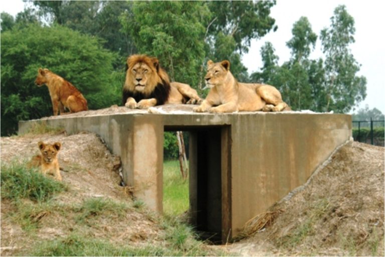 Lahore Zoo, Safari Park see record-breaking Eid crowds