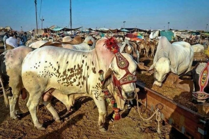 Lahore announces 2025 Eid-ul Azha cattle markets, check locations