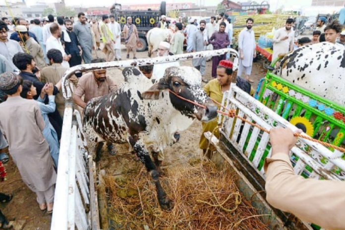 Faisalabad plans temporary cattle markets for Eidul Azha 2025