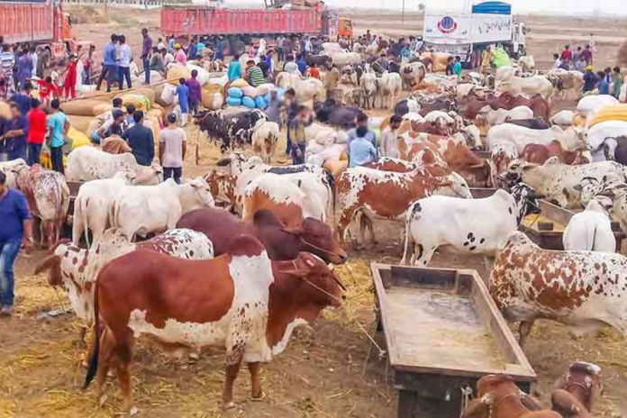 Eight official cattle markets approved for Eid ul Azha in Pindi