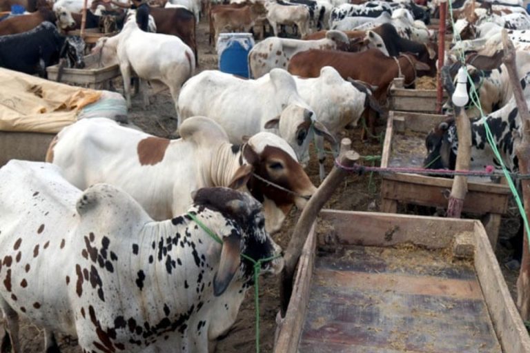 Korangi road cattle market licence cancelled weeks before Eid