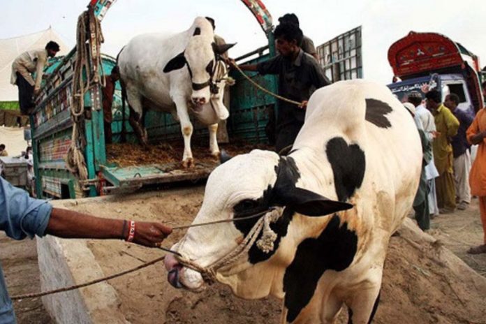 Cattle market locations finalized for Eid-ul-Azha in Islamabad