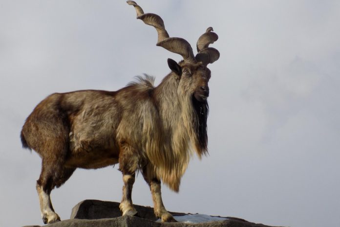 International Markhor Day being observed today