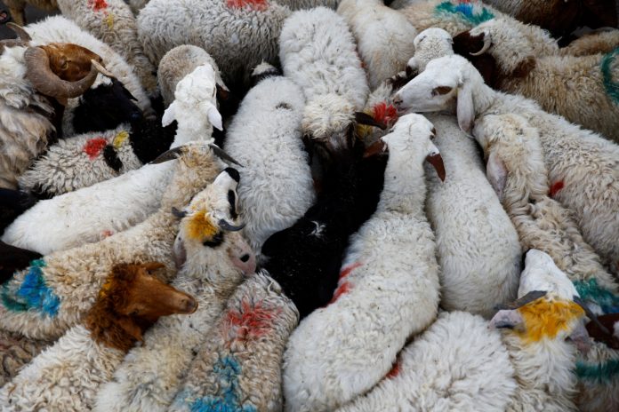 Govt announces 4 day Eid-ul-Adha holidays across Pakistan