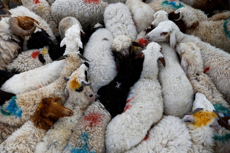 Govt announces 4 day Eid-ul-Adha holidays across Pakistan