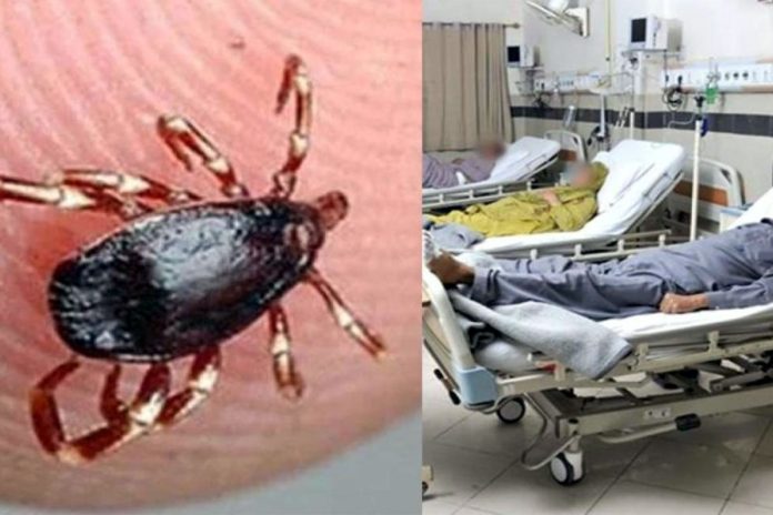 Congo virus outbreak: Two patients hospitalized in Peshawar