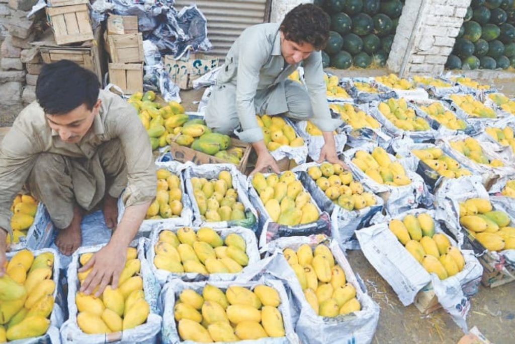 5.5 tons of mangoes stolen overnight in Multan