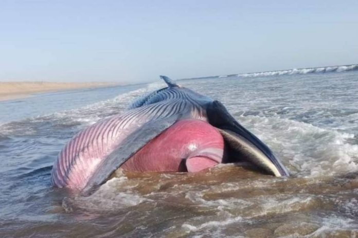 Dead blue whale found in Gwatar Bay near Pakistan-Iran border