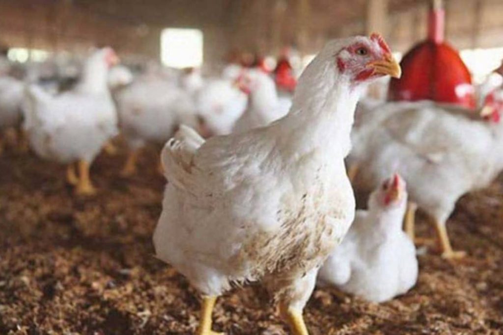 Government cuts chicken price by Rs14 per Kg