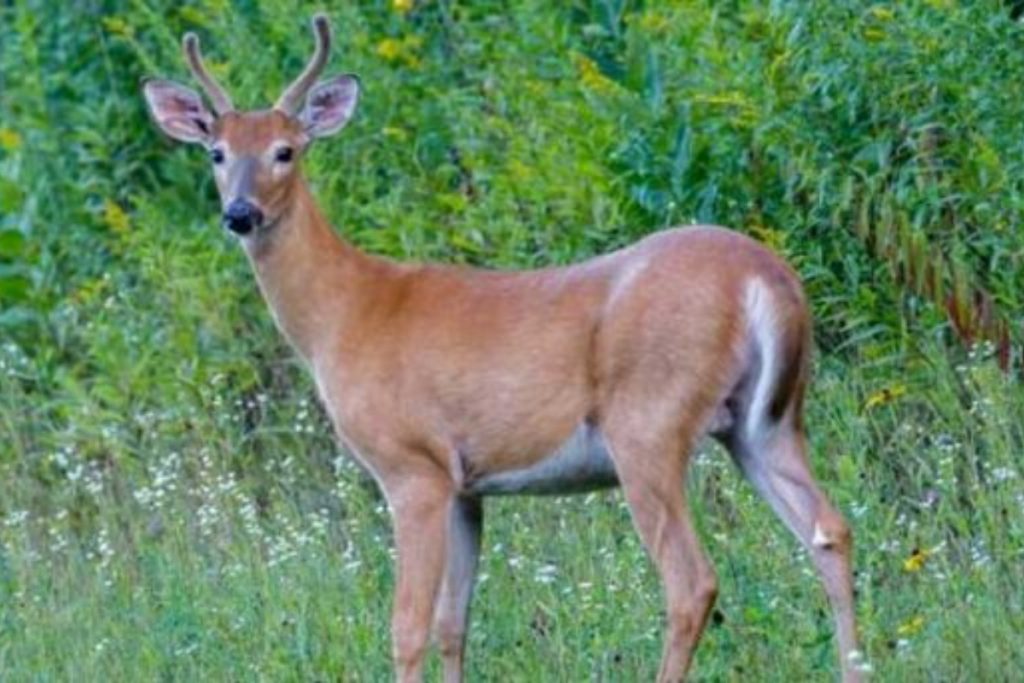 Illegal deer hunting caught on camera in Islamabad's Margalla Hills