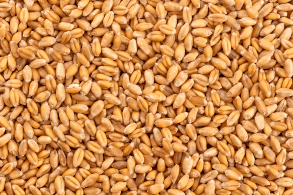 Wheat price in Pakistan