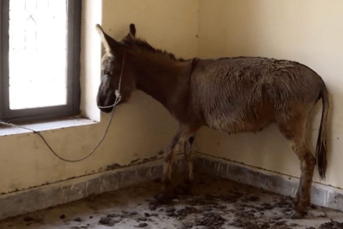 Donkey meat seized in another major city in Punjab