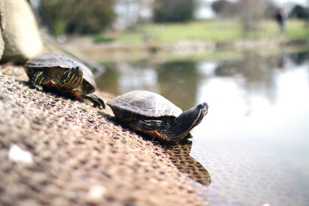Pakistan launches Rs90m project to protect sea turtles