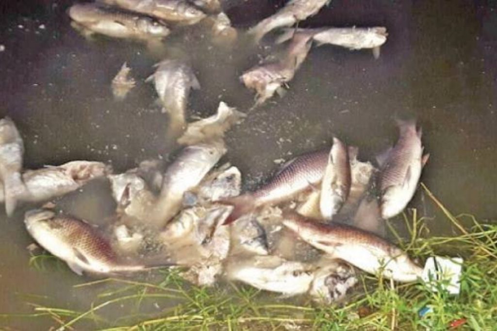 Thousands of fish found dead in Rawal Dam amid pollution fears