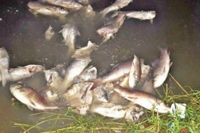 Thousands of fish found dead in Rawal Dam amid pollution fears