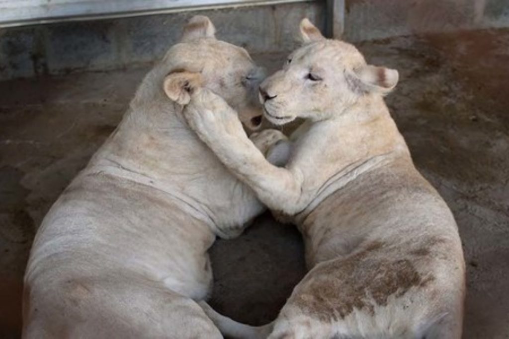 Sindh directs Karachi authorities to stop exotic animal breeding at Zoo