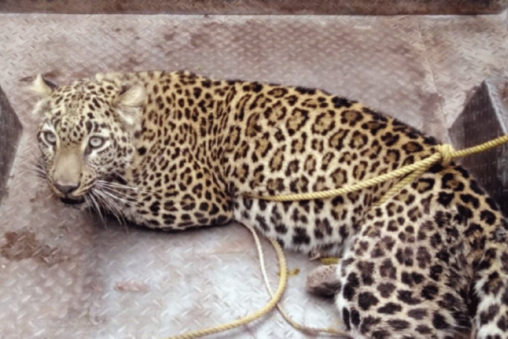 Leopard sighted at major university in Islamabad, campus closed