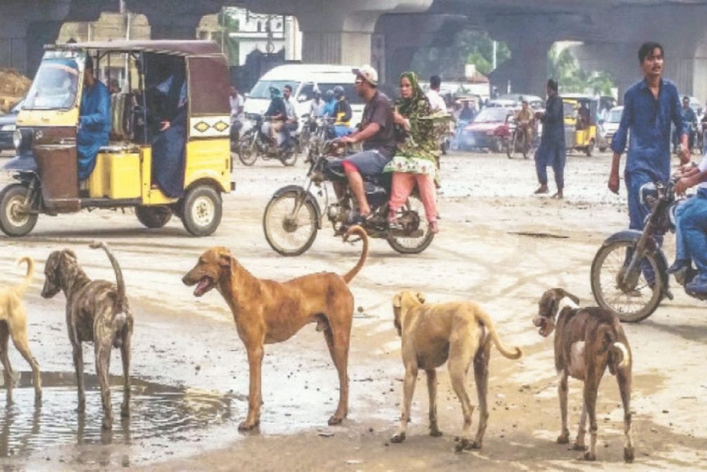 Nearly 1,000 people bitten by dogs in Karachi in first week of 2026