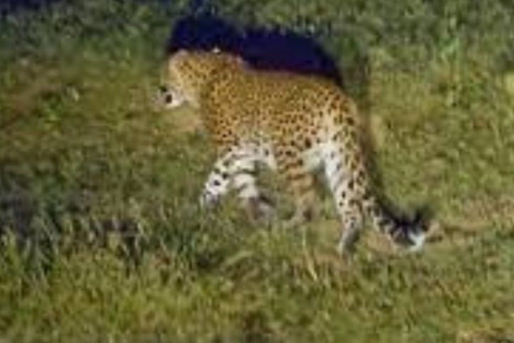 Leopard spotted again at IIUI campus in Islamabad