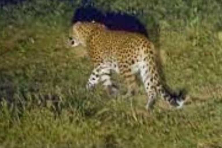 Leopard spotted again at IIUI campus in Islamabad