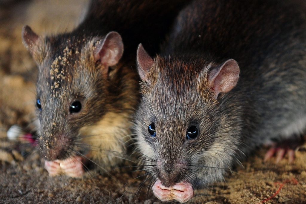 Court frees man after rats eat 200kg of seized cannabis