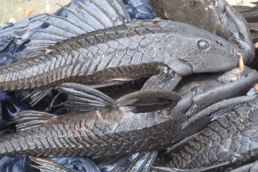 Exotic amazon catfish discovered in Sindh and Punjab