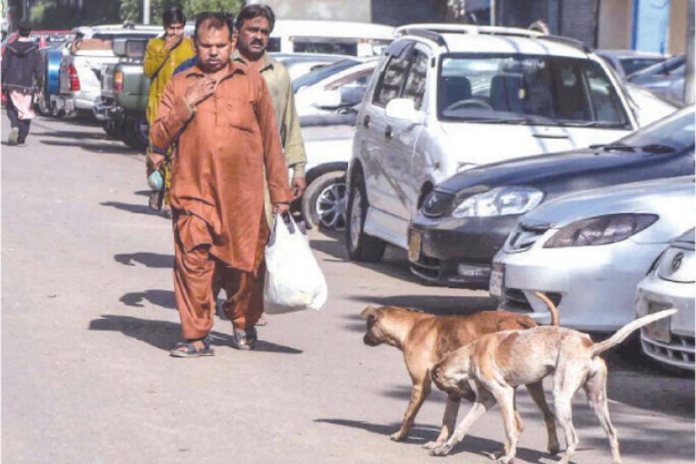 Six dog bite incidents reported in Korangi in one day