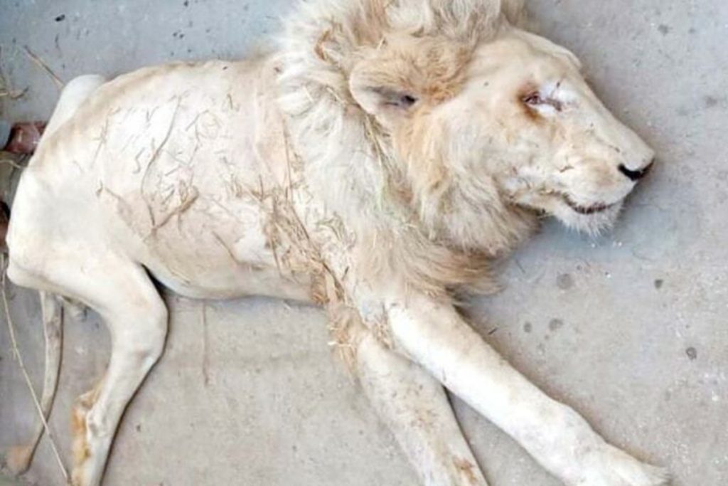 Nine lions die suddenly at Lahore Safari Park