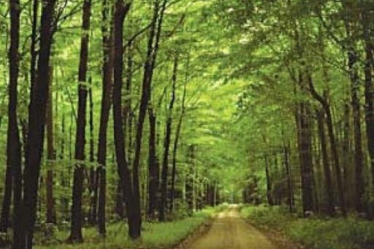 Punjab govt announces 979 jobs in forest department
