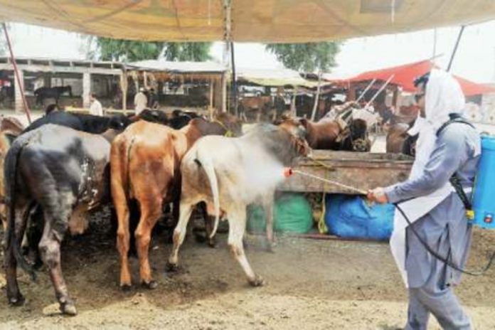 NIH issues warning on congo virus ahead of Eid-ul-Adha