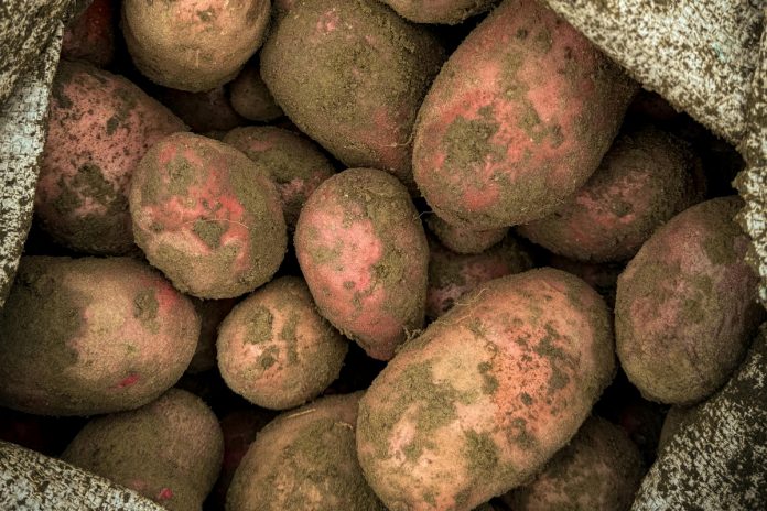 Russia approves import of Pakistani potatoes