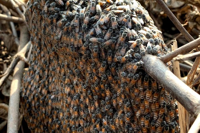 Bee swarm triggers emergency alert in Southern Israel