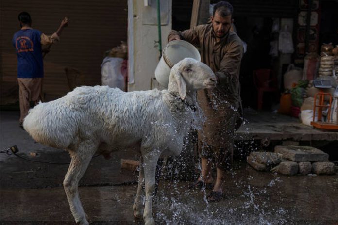 Punjab announces Rs50,000 fine for dumping animal waste during Eid ul Adha