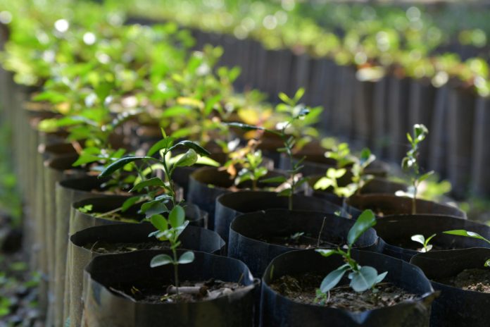 Karachi begins 100,000-tree plantation drive on Shahrah-e-Bhutto