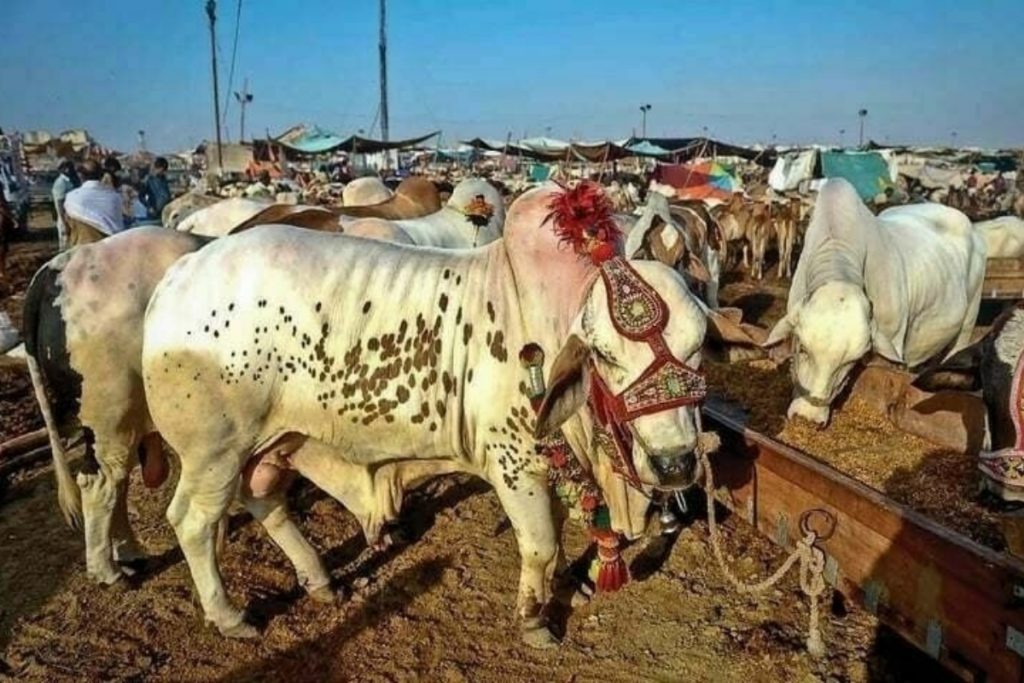 Lahore deploys over 200 wardens for Eid cattle market traffic plan