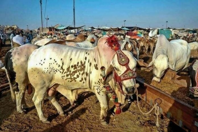 Lahore deploys over 200 wardens for Eid cattle market traffic plan