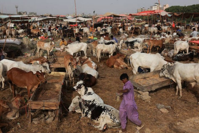 Illegal cattle markets increase across Karachi ahead of Eid ul Azha