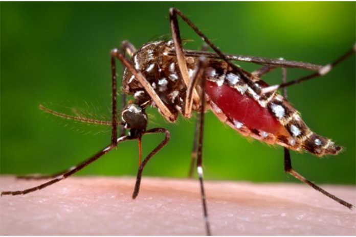 Dengue cases continue to rise in Rawalpindi