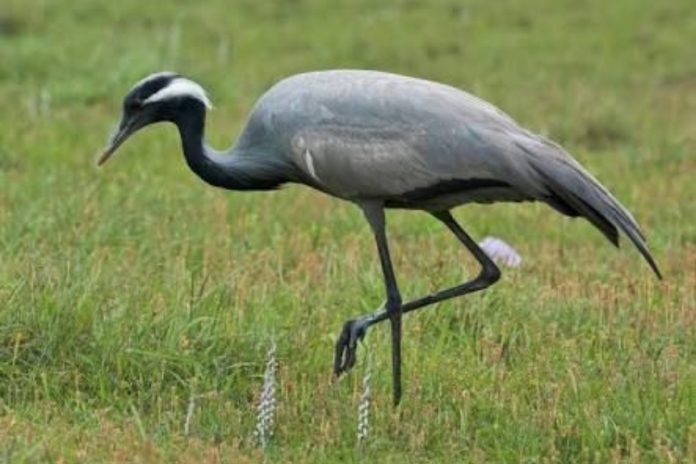 KP Announces new rules for 2026 crane capture season