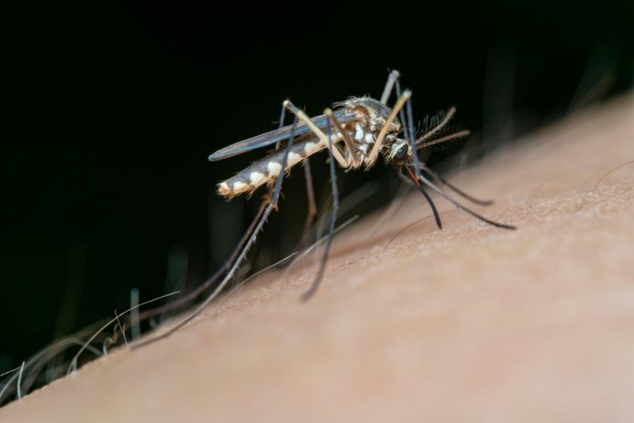 KP reports 99 new dengue cases in just 24 hours