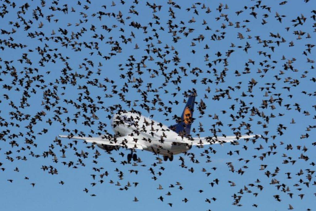 Lahore begins drive to control bird hazards near airport