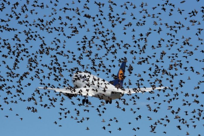 Lahore begins drive to control bird hazards near airport