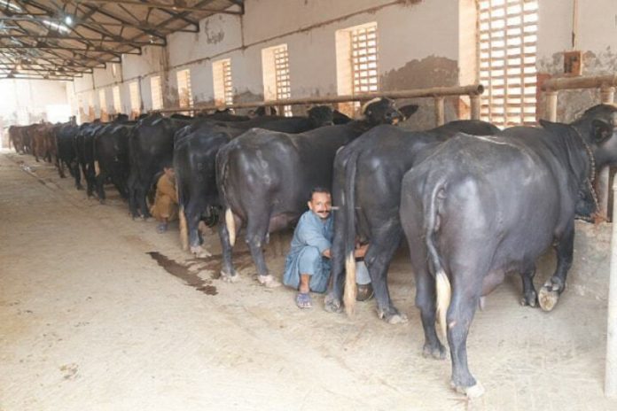 Punjab govt approves second phase of free livestock scheme
